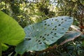 Leaf of cocoyam plant in natural forest