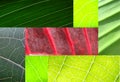 Leaf collage green Royalty Free Stock Photo