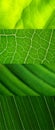 Leaf collage green Royalty Free Stock Photo
