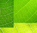 Leaf collage green Royalty Free Stock Photo