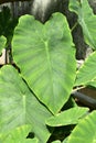 Leaf of `Colocasia Esculenta` Taro plant