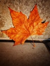 Leaf coloured in autumm Royalty Free Stock Photo