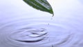 Leaf coming forth in super slow motion from water