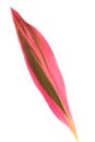 Leaf of Cordyline Royalty Free Stock Photo