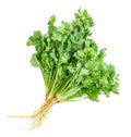 Leaf Coriander or Cilantro isolated on white background ,Green leaves pattern Royalty Free Stock Photo