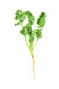 Leaf Coriander or Cilantro isolated on white background ,Green leaves pattern Royalty Free Stock Photo