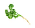 Leaf Coriander or Cilantro isolated on white background ,Green leaves pattern Royalty Free Stock Photo