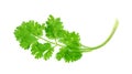 Leaf Coriander or Cilantro isolated on white background ,Green leaves pattern Royalty Free Stock Photo