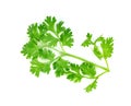 Leaf Coriander or Cilantro isolated on white background ,Green leaves pattern Royalty Free Stock Photo