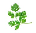 Leaf Coriander or Cilantro isolated on white background ,Green leaves pattern Royalty Free Stock Photo