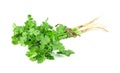 Leaf Coriander or Cilantro isolated on white background ,Green leaves pattern Royalty Free Stock Photo