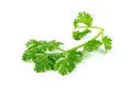 Leaf Coriander or Cilantro isolated on white background ,Green leaves pattern Royalty Free Stock Photo