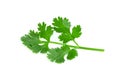 Leaf Coriander or Cilantro isolated on white background ,Green leaves pattern Royalty Free Stock Photo