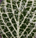 Leaf covered with bubbles