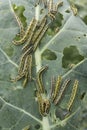 leaf covered with caterpillas pest