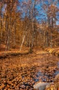 Leaf covered creek Royalty Free Stock Photo