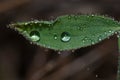 Leaf covered with dew drops.