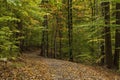 Leaf covered footpath in autumn woods