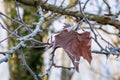Leaf Covered in Frost on a Cold Winter Morning Royalty Free Stock Photo