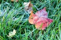 Leaf Covered in Frost on Grass Royalty Free Stock Photo