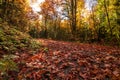 Leaf Covered Logging Road, Washington State Royalty Free Stock Photo