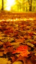 Leaf covered path in autumn