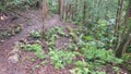 Leaf Covered Pathway Through the Australian Bush in the Strickland State Forest