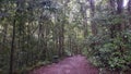 Leaf Covered Pathway Through the Australian Bush in the Strickland State Forest