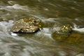 Leaf covered rocks in river Royalty Free Stock Photo