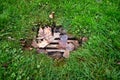 Leaf covered storm drain in the middle of shaggy green lawn, as a nature background