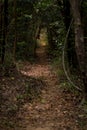 Leaf covered track path through dense forest jungle. Conceptual Royalty Free Stock Photo