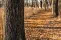 Leaf covered trail at the Little Red Schoolhouse Nature Center Royalty Free Stock Photo