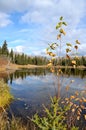 Leaf covered twig sprouting from the shoreline on Royalty Free Stock Photo