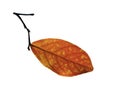 Leaf of the crape myrtle in fall