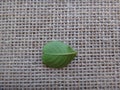 Leaf of crape-myrtle on jute background - Abaxial face