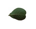 Leaf of crape-myrtle on white background - Abaxial face
