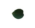 Leaf of crape-myrtle on white background - Adaxial face