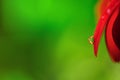 Leaf with crystal raindrop