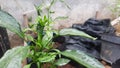 leaf curl desease on chili plant caused by pest