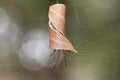 Leaf-curling Australian spider in curled leaf at spiderweb