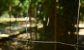 Leaves on spider web Royalty Free Stock Photo