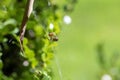 Leaf-Curling Spider (Phonognatha graeffei) catches prey in the web in Sydney