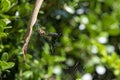 Leaf-Curling Spider (Phonognatha graeffei) catches prey in the web in Sydney