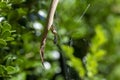 Leaf-Curling Spider (Phonognatha graeffei) catches prey in the web in Sydney