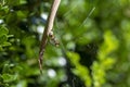 Leaf-Curling Spider (Phonognatha graeffei) catches prey in the web in Sydney