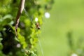 Leaf-Curling Spider (Phonognatha graeffei) catches prey in the web in Sydney