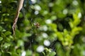 Leaf-Curling Spider (Phonognatha graeffei) catches prey in the web in Sydney