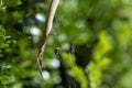 Leaf-Curling Spider (Phonognatha graeffei) catches prey in the web in Sydney