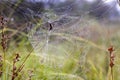 Leaf Curling spider\'s web