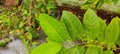 leaf of custard apple with dew Royalty Free Stock Photo